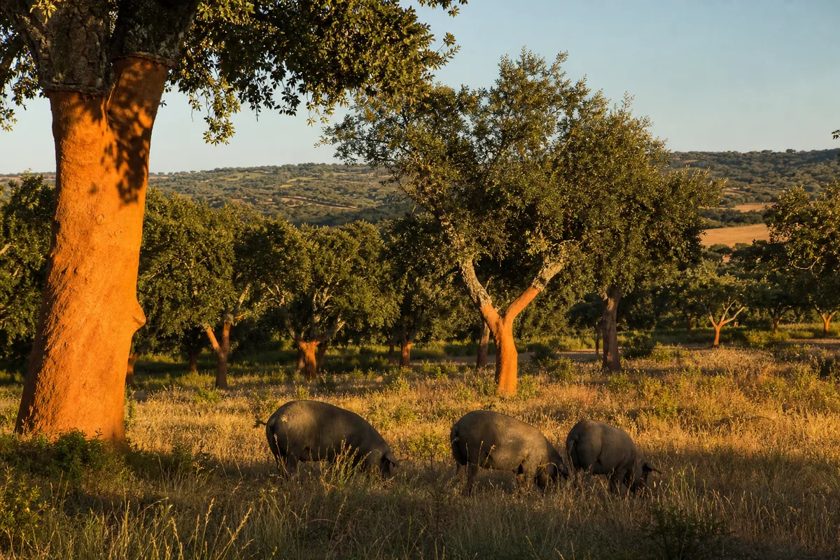 Montado de sobro no Alentejo