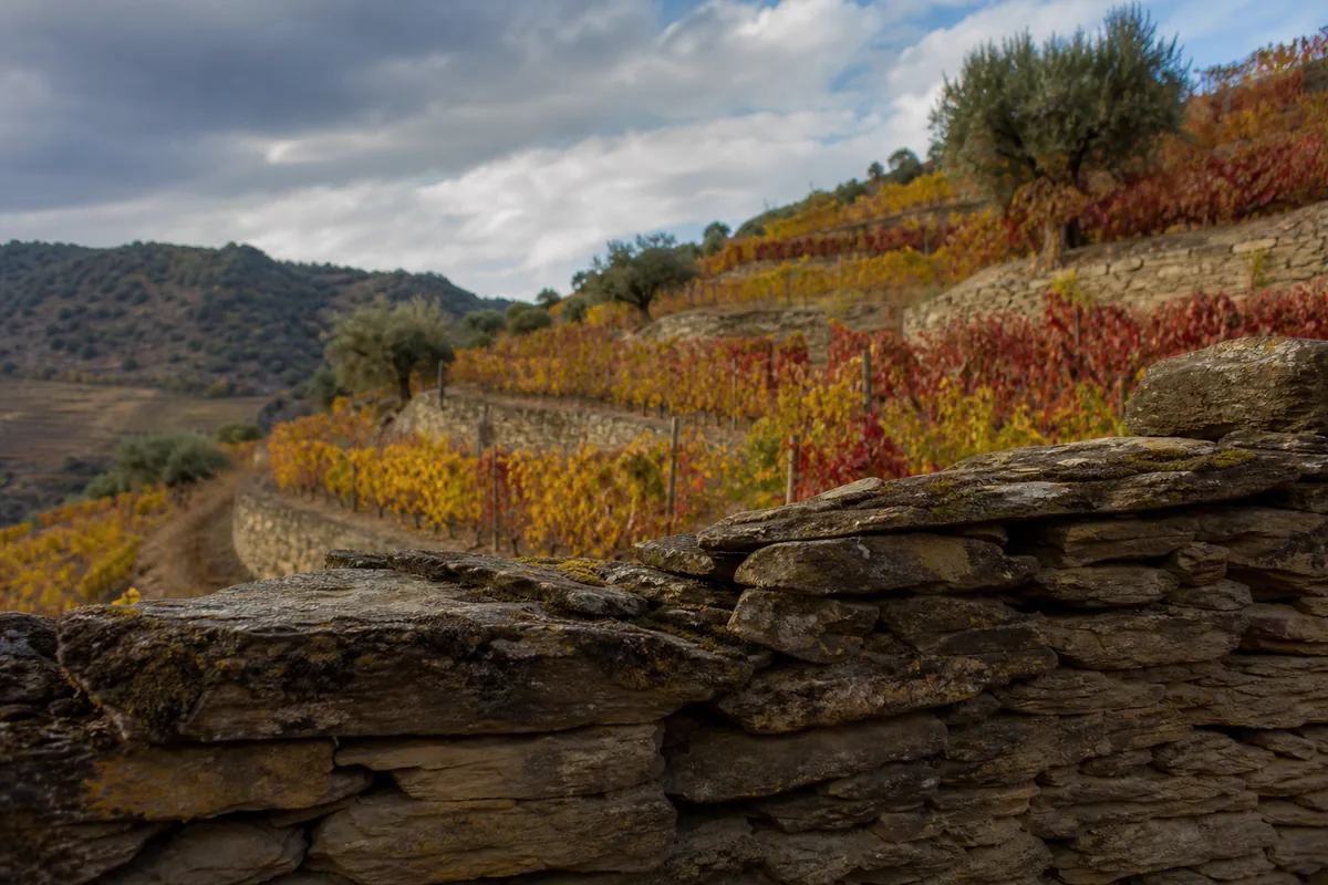 Socalcos de vinha no Douro