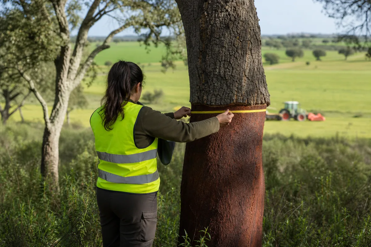 Engenheira florestal a medir o tronco de um sobreiro